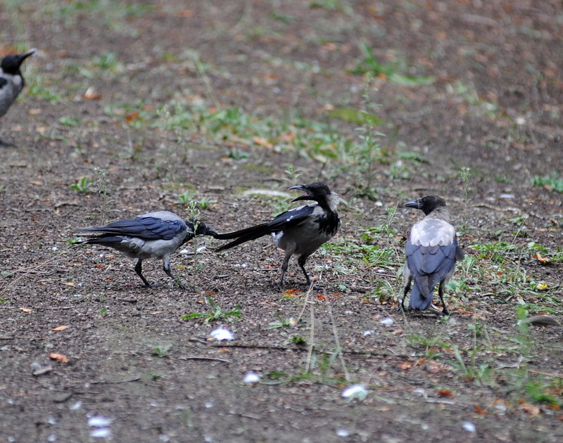 Avifauna humor